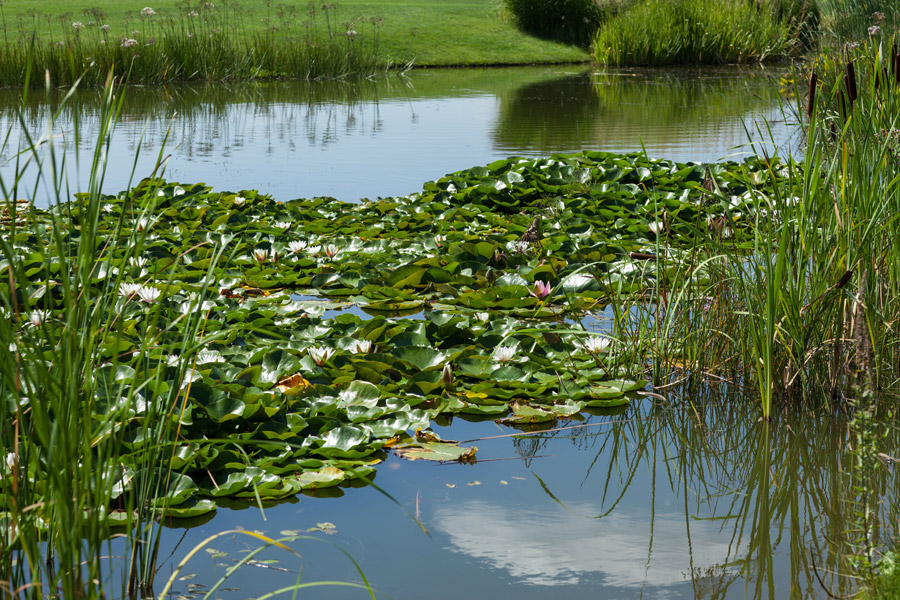 Gartenteich
